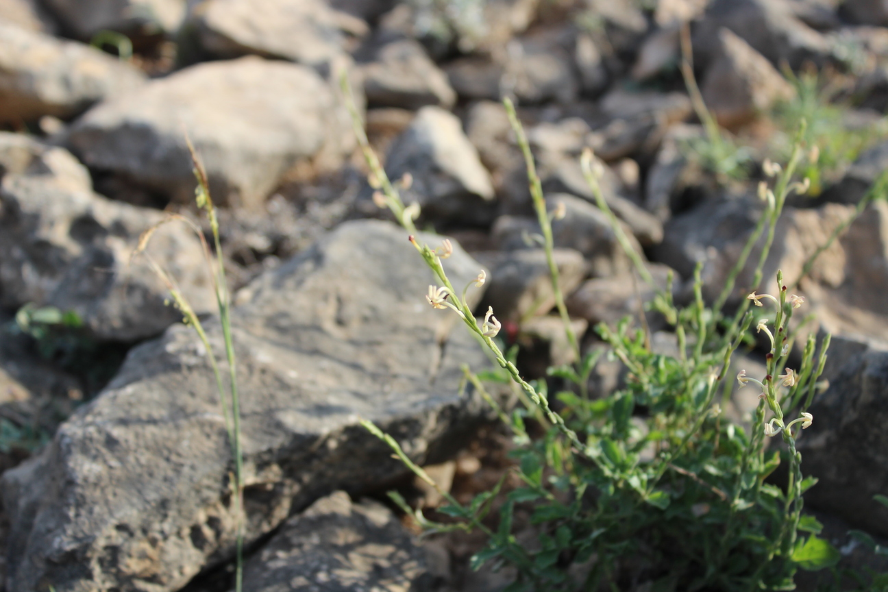 Plant Image